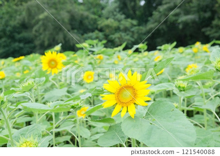 Summer flowers, yellow flowers, sunflowers 121540088