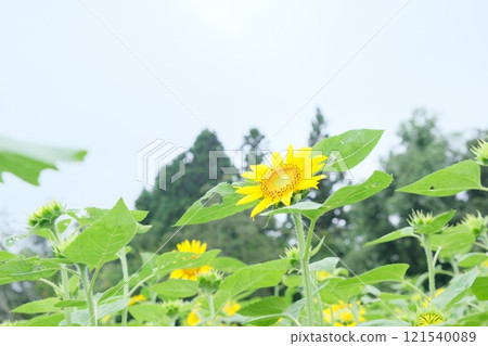 Summer flowers, yellow flowers, sunflowers Summer flowers, yellow flowers, sunflowers 121540089