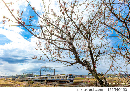 總武線E217系列梅花盛開 121540460