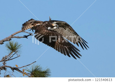 Osprey Osprey 121540613