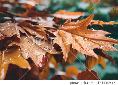 Dried maple leaves Autumn leaf changing colors symbolizing transition beauty and nature's transformation.AI Generated 121540637