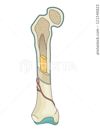 Bone structure. Biology educational poster design. Scheme of human bone anatomy. Flat vector illustration isolated on white background 121540825
