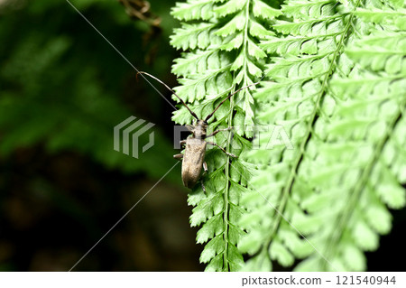 Long-horned beetle on a fern Long-horned beetle on a fern 121540944