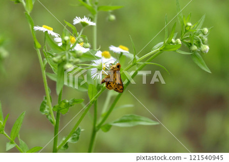 Madara Seseri 吸吮 Himejoon 的花蜜 Madara Seseri 吸吮 Himejoon 的花蜜 121540945