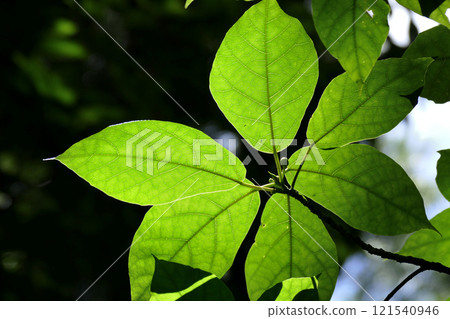 Leaves transparent to light Leaves transparent to light 121540946