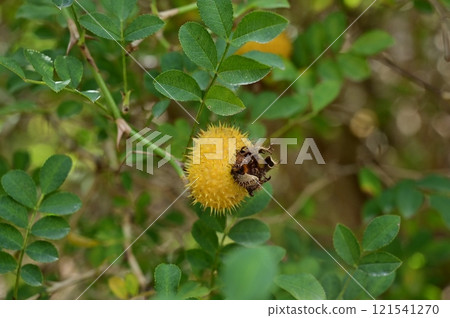 Hime-sanshōrose(薔薇科)的果實 Hime-sanshōrose(薔薇科)的果實 121541270