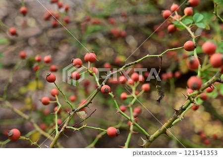 Red berries of Rosa fujisanensis (Rosaceae) Red berries of Rosa fujisanensis (Rosaceae) 121541353