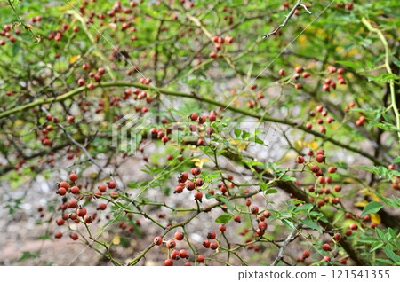 Red berries of Rosa fujisanensis (Rosaceae) Red berries of Rosa fujisanensis (Rosaceae) 121541355