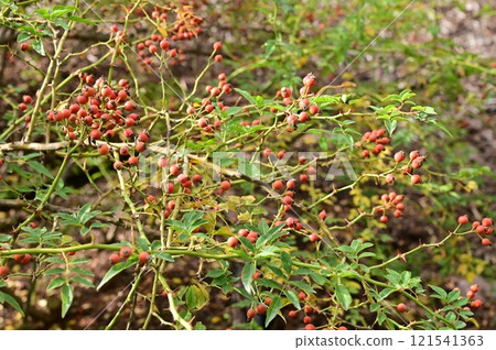 Red berries of Rosa fujisanensis (Rosaceae) 121541363
