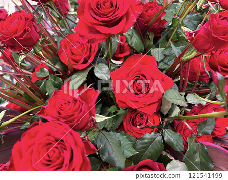 Rose red rose flower 121541499
