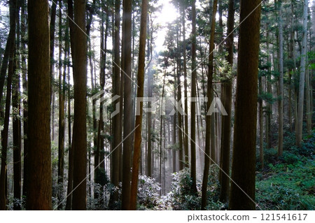 Morning light shining through the cedar grove on the Tsuwano Castle main road 3 Tsuwano Town, Kashima Prefecture Morning light shining through the cedar grove on the Tsuwano Castle main road 3 Tsuwano Town, Kashima Prefecture 121541617