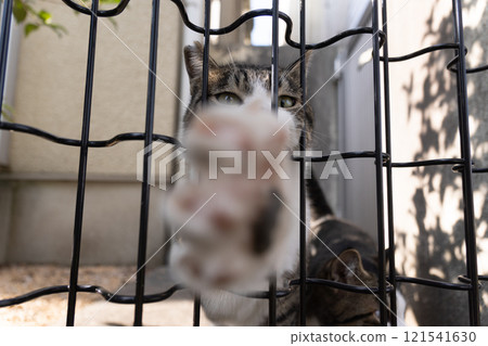 A stray cat with a brown tabby pattern sticking its paws out from between the fence A stray cat with a brown tabby pattern sticking its paws out from between the fence 121541630