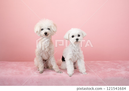 Pink back, toy poodle and maltipoo Pink back, toy poodle and maltipoo 121541684