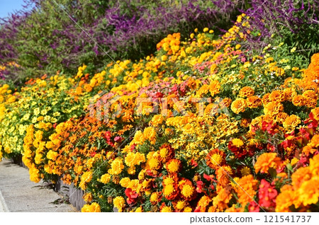 A flower bed with a cluster of marigolds (Asteraceae) 121541737