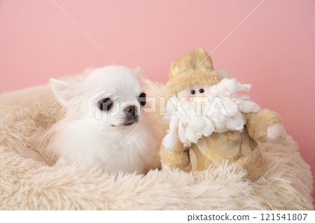 吉娃娃和娃娃在蓬鬆的床上 121541807