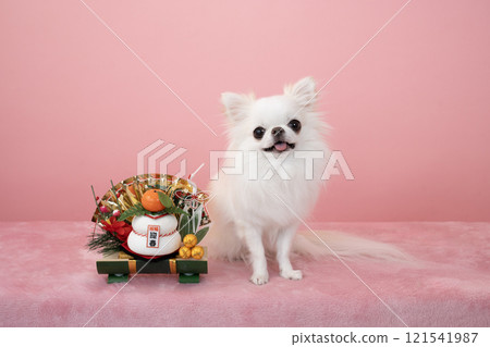 Kagami mochi and a smiling white chihuahua 121541987