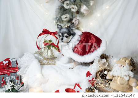 Chihuahua dressed as Santa with Christmas decorations Chihuahua dressed as Santa with Christmas decorations 121542147