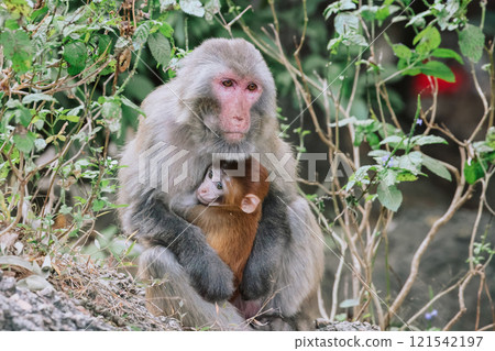 Dec 24 2024 Monkey Holding Her Baby in a Natural Forest E Dec 24 2024 Monkey Holding Her Baby in a Natural Forest E 121542197