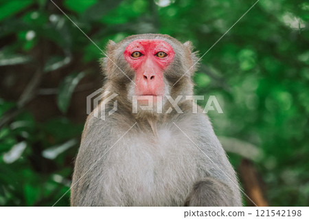a Rhesus Macaque Monkey in a Natural Green Forest a Rhesus Macaque Monkey in a Natural Green Forest 121542198