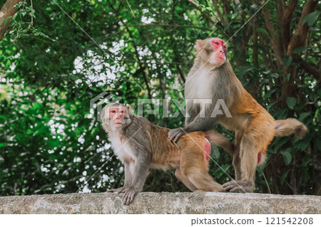 Dec 24 2024 Monkeys Interacting in a Natural Forest Environment Dec 24 2024 Monkeys Interacting in a Natural Forest Environment 121542208