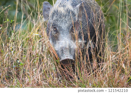 Wild Boar Roaming in Natural Habitat Near Rural Grassy Dec 24 2024 Wild Boar Roaming in Natural Habitat Near Rural Grassy Dec 24 2024 121542210