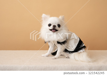 Beige bag and smiling chihuahua 121542245