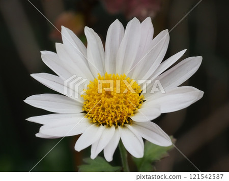 Kikumi's flower 121542587