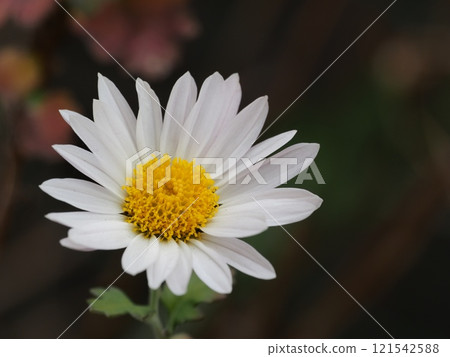 Kikumi's flower 121542588