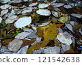 Deciduous floating on the water surface 121542638