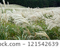 Autumn scenery where Japanese pampas grass sways 121542639