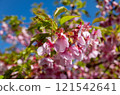 Kawazu cherry blossoms in the blue sky 121542641
