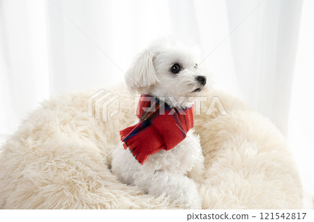 馬爾蒂普戴著圍巾躺在靠窗的床上 121542817