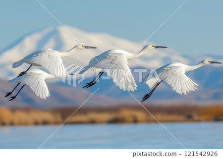 A flock of white birds fly over a mountain range A flock of white birds fly over a mountain range 121542926