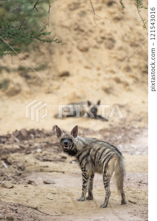Striped hyena or hyaena hyaena pair or family portrait on forest track with road block during outdoor jungle safari at ranthambore national park tiger reserve rajasthan india asia Striped hyena or hyaena hyaena pair or family portrait on forest track with road block during outdoor jungle safari at ranthambore national park tiger reserve rajasthan india asia 121543016
