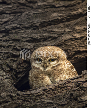 spotted owlet or Athene brama bird closeup or portrait at keoladeo ghana national park or bharatpur bird sanctuary forest rajasthan india asia bird in his nest with eye contact in winter season safari 121543023