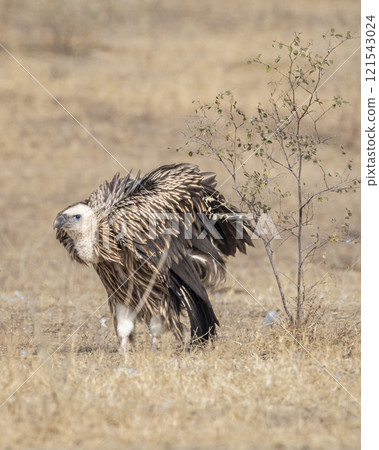 Himalayan vulture or Gyps himalayensis or Himalayan griffon vulture closeup or portrait ready to fly fluffy wingspan in winter season migration at desert national park jaisalmer Rajasthan India asia 121543024