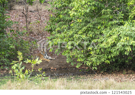 wild bengal male tiger or panthera tigris cub sitting in winter season safari at bandhavgarh national park forest reserve madhya pradesh india asia 121543025
