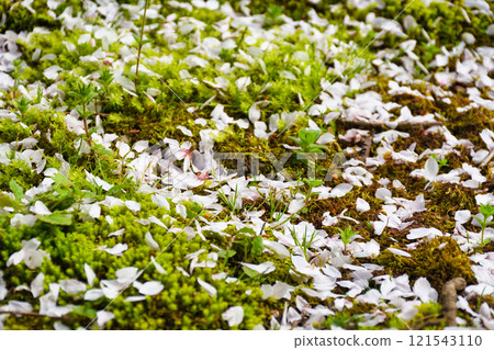 Cherry blossoms falling at Honmanji Temple in Kyoto (Kamigyo Ward, Kyoto City, Kyoto Prefecture) Cherry blossoms falling at Honmanji Temple in Kyoto (Kamigyo Ward, Kyoto City, Kyoto Prefecture) 121543110