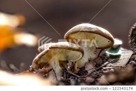 Clitocybe nebularis or Lepista nebularis, 121543174