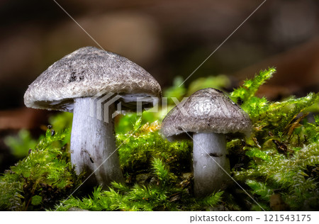 Beautiful closeup of forest mushrooms Cortinarius hemitrichus Beautiful closeup of forest mushrooms Cortinarius hemitrichus 121543175