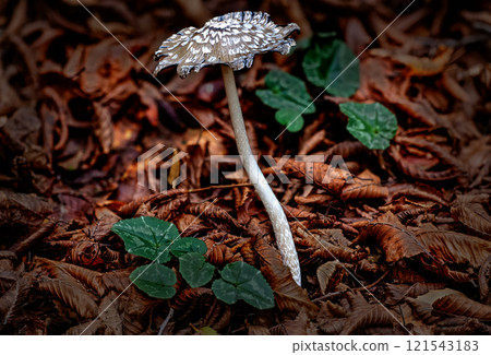 Coprinopsis Picacea or Magpie fungus mushroom closeup Coprinopsis Picacea or Magpie fungus mushroom closeup 121543183