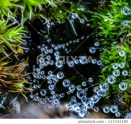 Rain drops on spider web in nature Rain drops on spider web in nature 121543190