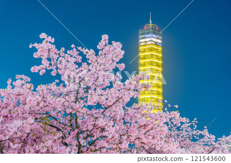 Illuminated cherry blossoms in full bloom and the Gold Tower Illuminated cherry blossoms in full bloom and the Gold Tower 121543600