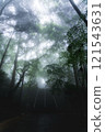 Forest wrapped in fog 121543631