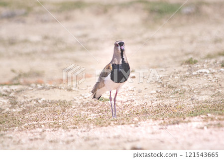 Southern lapwing bird perched on the brown earth 121543665