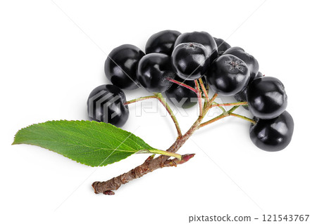 Chokeberry with leaf isolated on white background. Black aronia. Top view. Flat lay 121543767