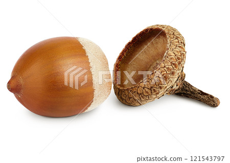 Brown acorn oak nut isolated on white background Brown acorn oak nut isolated on white background 121543797