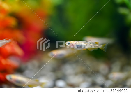 青鱂 青鱂 121544031