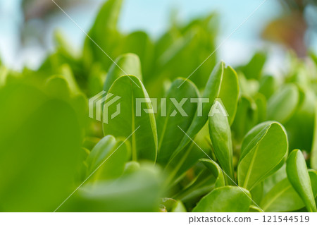 A CloseUp View of Lush Green Leaves Illuminated by Natural Sunlight in Natures Beauty A CloseUp View of Lush Green Leaves Illuminated by Natural Sunlight in Natures Beauty 121544519