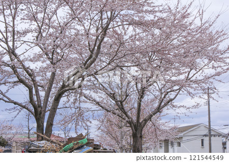 Cherry blossoms blooming in the Gamou area of Sendai after the Great East Japan Earthquake Cherry blossoms blooming in the Gamou area of Sendai after the Great East Japan Earthquake 121544549